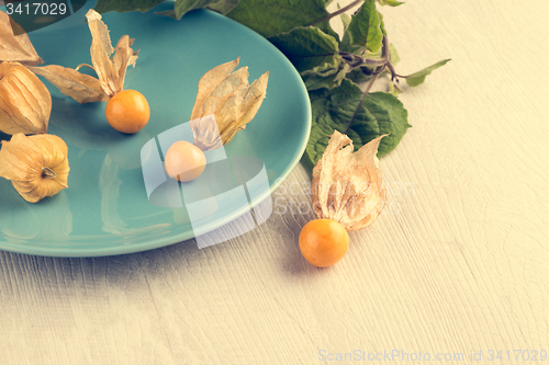 Image of Physalis fruits