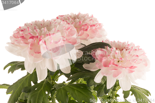 Image of Beautiful Chrysanthemum flowers 