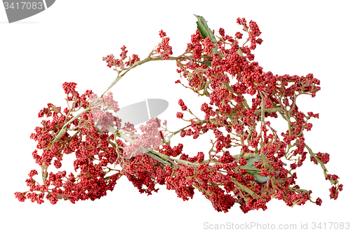 Image of Christmas arrangement