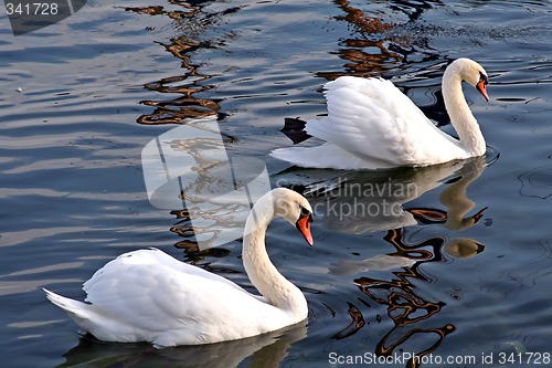 Image of Pair of swans