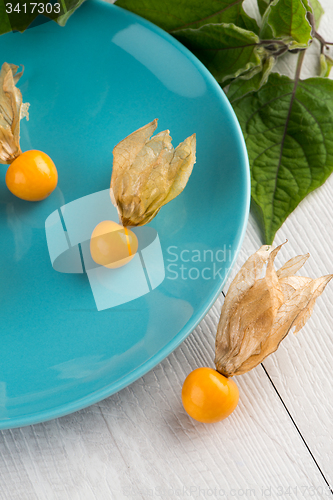 Image of Physalis fruits