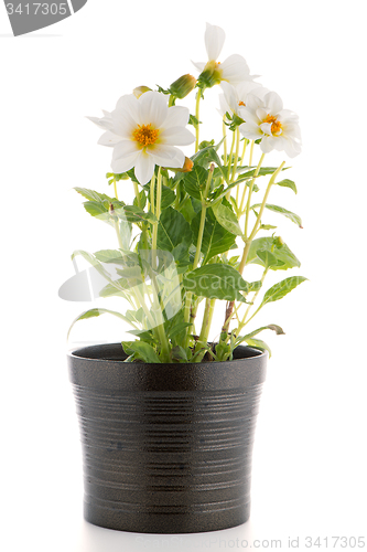 Image of white dahlia