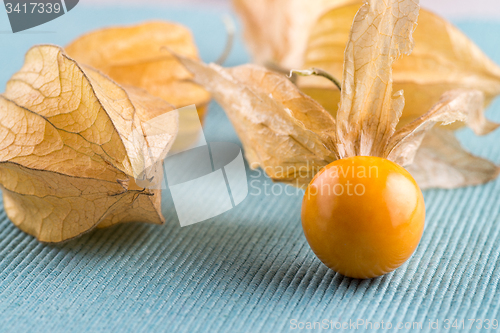 Image of Physalis fruits