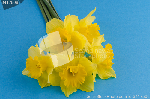 Image of Jonquil flowers