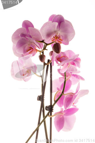 Image of Beautiful pink orchid