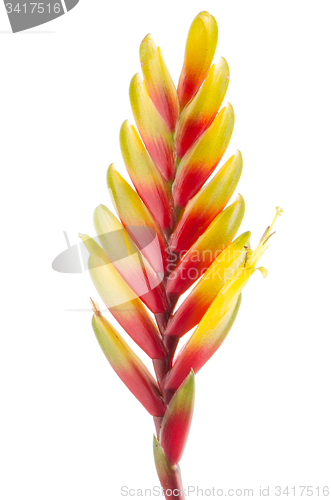 Image of Bromelia Flower