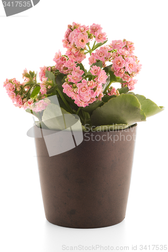 Image of Kalanchoe Calandiva flowers
