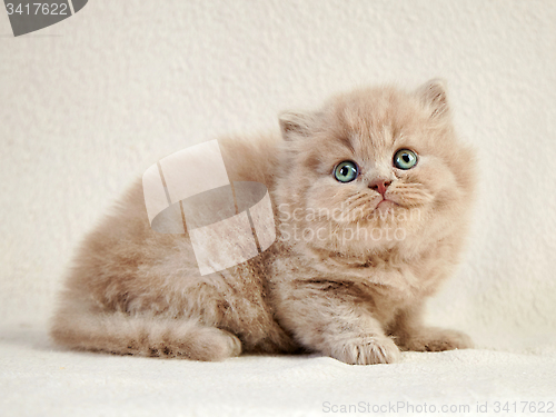 Image of british long hair kitten