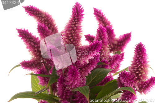 Image of Cockscomb celosia spicata plant