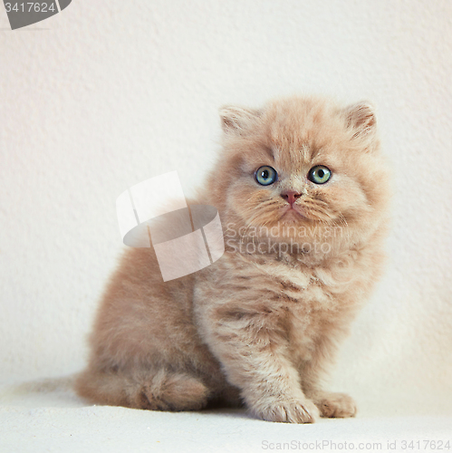 Image of british long hair kitten