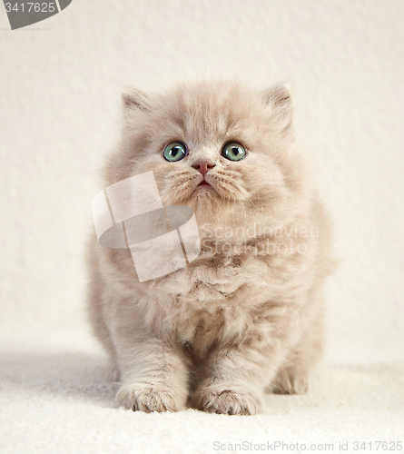 Image of british long hair kitten