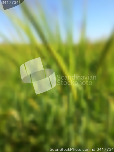 Image of Blurred vector summer background with green rye