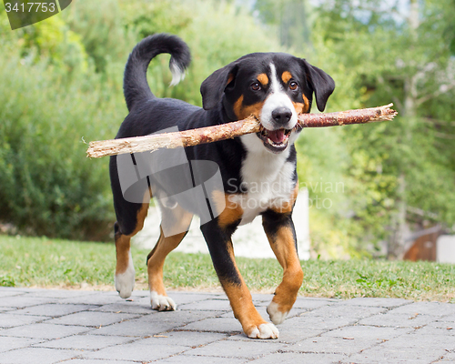 Image of Sennenhund playing with long branch