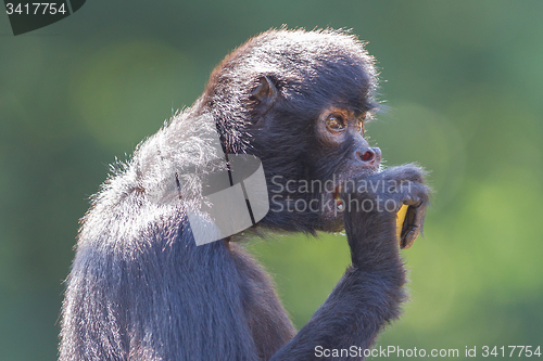 Image of Spider monkey (Ateles fusciceps)
