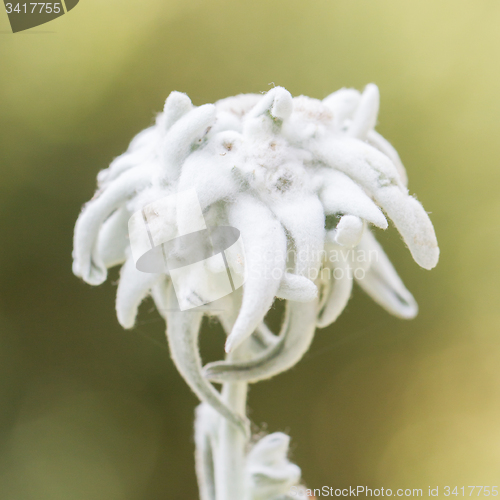 Image of Close-up of an Edelweiss flower