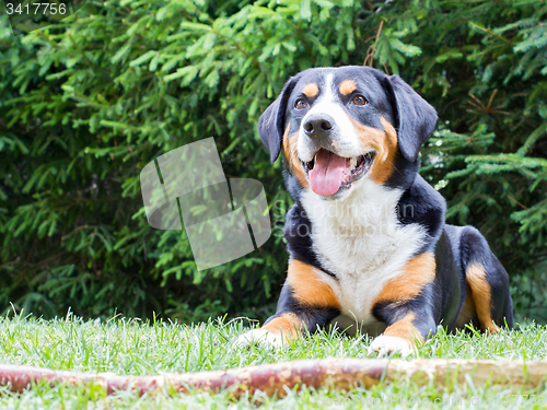 Image of Sennenhund waiting for his boss to play with him