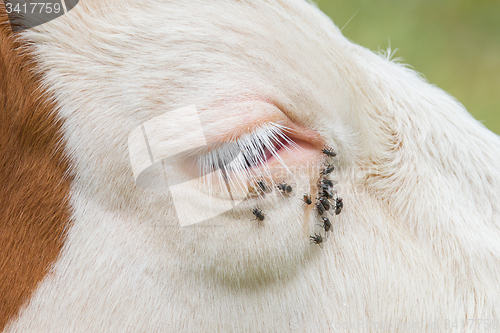 Image of Troublesome flies in the cow\'s eye