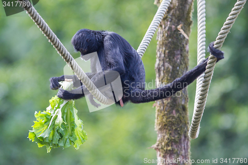 Image of Spider monkey (Ateles fusciceps)