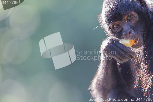Image of Spider monkey (Ateles fusciceps)