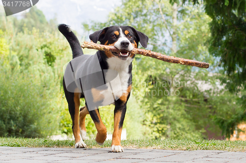 Image of Sennenhund playing with long branch