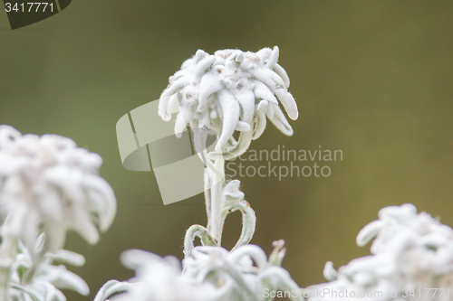 Image of Close-up of an Edelweiss flower