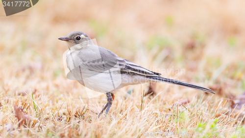 Image of Yellow wagtail, female