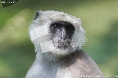 Image of Grey Langur (Semnopithecus Schistaceus)