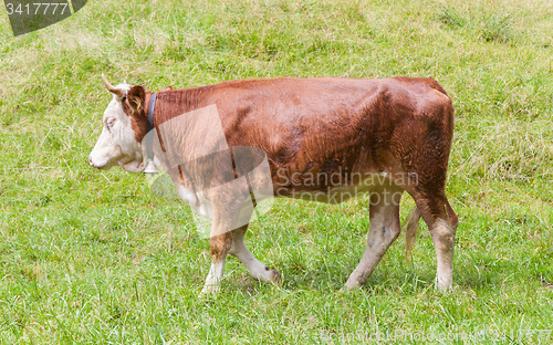 Image of Brown milk cow in a meadow of grass