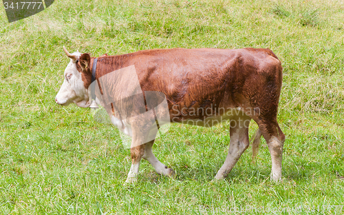 Image of Brown milk cow in a meadow of grass