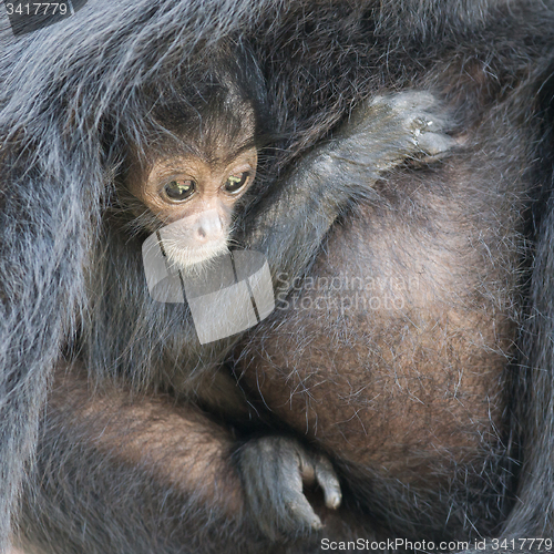 Image of Spider monkey (Ateles fusciceps)