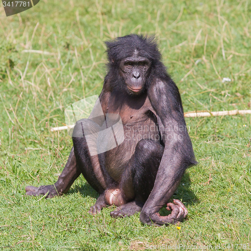 Image of Adult bonobo 