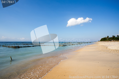 Image of Plantations of seaweed on dream beach, Algae at low tide