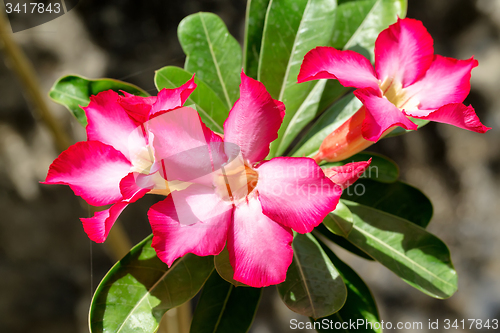 Image of beautiful red Adenium flowers