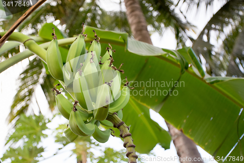 Image of unripe bananas on the tree