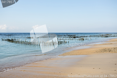 Image of Plantations of seaweed on dream beach, Algae at low tide