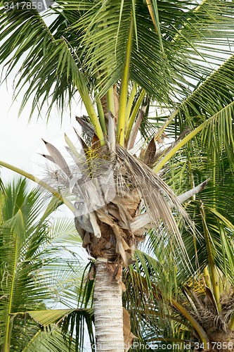 Image of coco-palm tree against blue sky