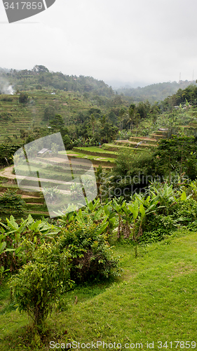 Image of Rice terraced paddy fields in central Bali, Indonesia