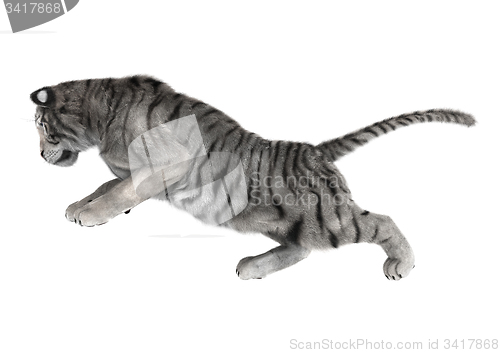 Image of White Tiger