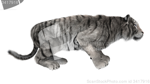 Image of White Tiger