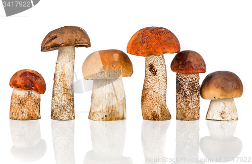 Image of Orange-cap Boletus and porcini mushroom