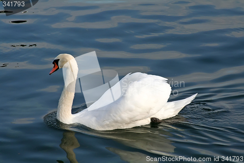 Image of Swimming swan