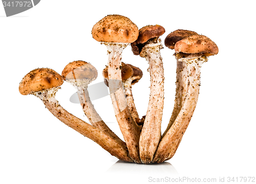 Image of Mushroom a honey agaric