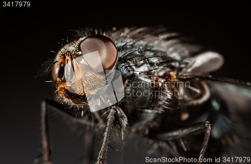 Image of Housefly close-up.