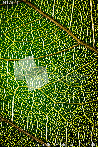 Image of abstract background green leaf close-up