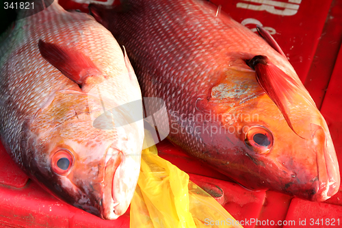 Image of Fish market