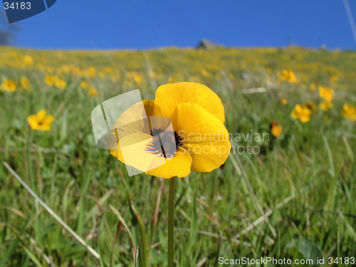 Image of Yellow Wildflower