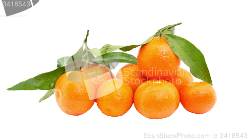 Image of Fresh tangerine fruits