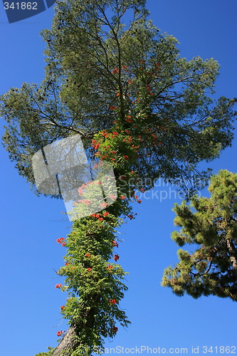 Image of Mediterranean pine