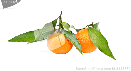 Image of Clementines