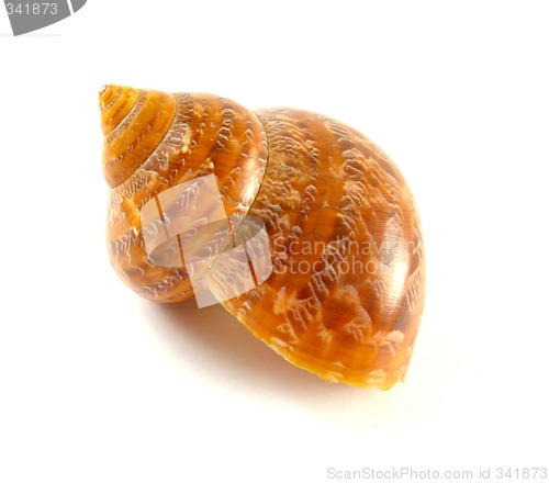 Image of shell